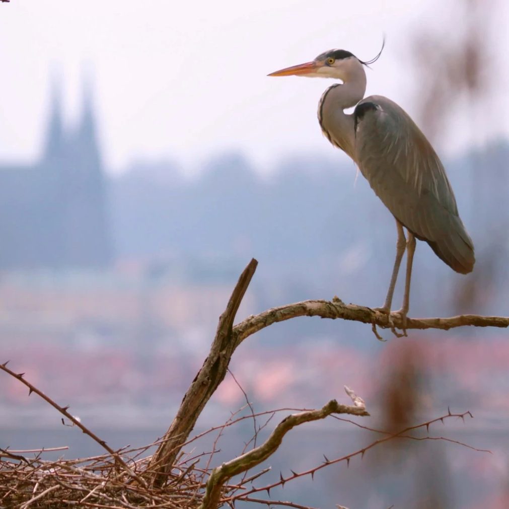 Planeta Praha